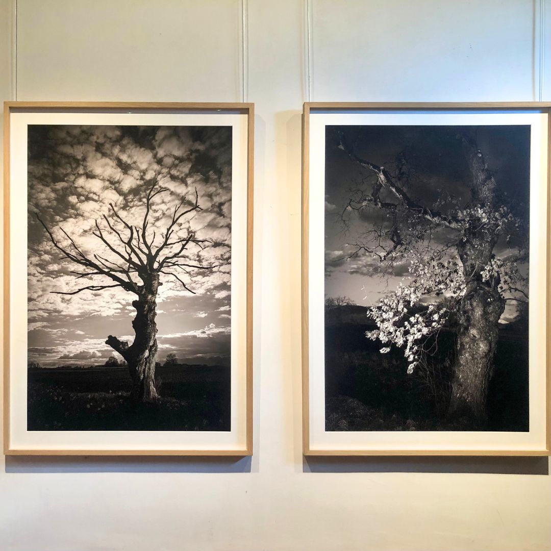 A. Kundig, Portraits d'arbres, France ; Portraits d'arbres, Suisse