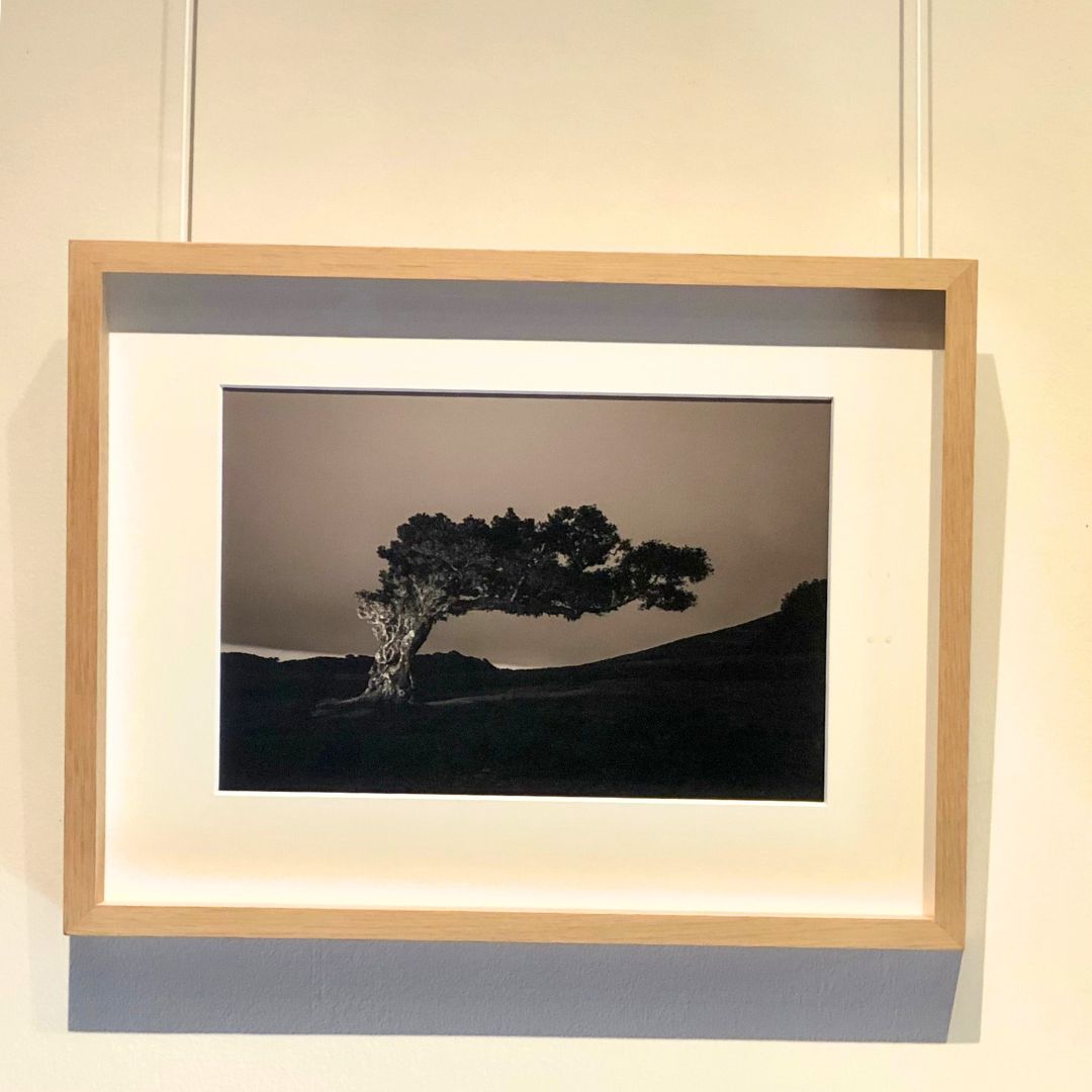 A. Kundig, Portraits d'arbres, Madère